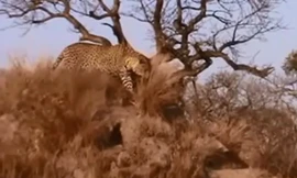 Xem báo hoa hạ gục lợn rừng sau 12 tiếng mai phục