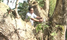 Ông Nguyễn Liên Khoa - Phó Chủ tịch thường trực UBND tỉnh Hậu Giang bên cây lộc vừng cổ thụ.