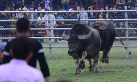 [VIDEO] Cú 'hổ lao' kinh hoàng của trâu chọi vào đối thủ
