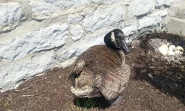 Câu chuyện của ngỗng mẹ là minh chứng cho tình mẫu tử thiêng liêng của động vật.