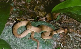 Khám phá đảo rắn đáng sợ giữa biển khơi