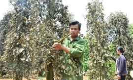 Vườn tiêu 3 lần bị kẻ gian phá.