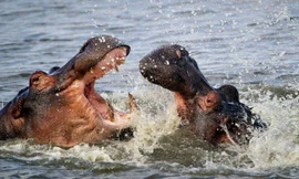 Hình ảnh hai con hà mã đánh nhau, phô bày cái miệng rộng và hàm răng sắc nhọn khiến người xem sởn gai ốc.