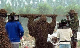 Tân thấy hơn 1 triệu con ong phủ kín người đàn ông