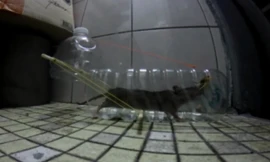 Cách bẫy chuột vô cùng sáng tạo của người Nhật