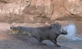 Tận thấy màn săn mồi hãi hùng của cá sấu đói