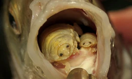 Cymothoa exigua là loài ký sinh sống trong miệng cá. Ảnh: Telegraph.