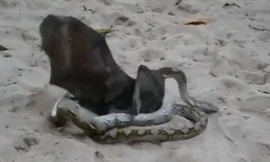 Dơi khổng lồ vật lộn với trăn trên cát