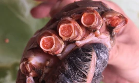 Từ thịt chân cua đến các bộ phận đều có màu gạch.