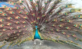 Tuyệt kỹ luyện chim của 'Vua công'' xứ Bắc Ninh