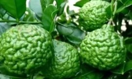 Chanh lạ hình não người gây sốt mùa nắng nóng