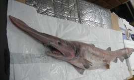 Tận mắt cá mập 'ma cà rồng' cực hiếm