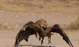 Tận thấy chó hoang và kền kền ác chiến sinh tử