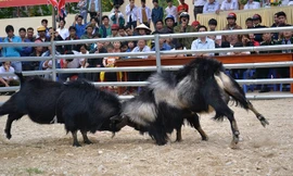 Nhìn gần các lễ hội chọi dê siêu độc ở Việt Nam