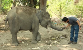 Chuyên gia Thái Lan khám vết thương.