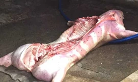 Ảnh minh họa. Internet.