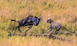 Linh dương đầu bò dạy báo đốm bài học về sự sợ hãi