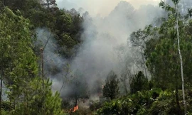 Khu vực rừng xảy ra cháy. Ảnh: D.T.