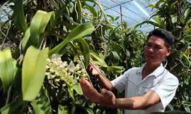 Thoát nghèo, kiếm bạc tỷ mỗi năm từ ... lan rừng