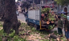  Hà Nội đốn, hạ cây xanh trên đường Láng.