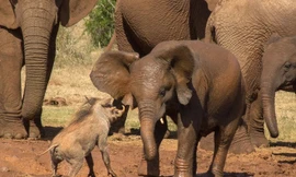 Lợn lòi cả gan khiêu chiến voi để tranh chỗ tắm