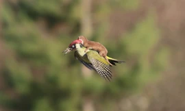 Con chim gõ kiến đang cố gắng thoát khỏi con chồn cưỡi trên lưng. 