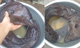 Cá ‘quái dị’ được cho là bắt ở Nam Định.