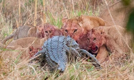 Cả đàn sư tử đói gào thét truy sát cá sấu khổng lồ