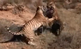 Clip hai mãnh hổ đánh nhau bất phân thắng bại
