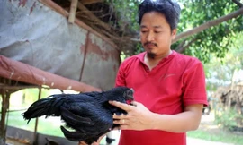 Giống gà đen Indo thuần chủng giá trên dưới 50 triệu đồng/con nhưng rất nhiều người lùng mua.
