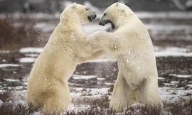 Cuộc chiến tàn khốc của gấu Bắc cực để giành quyền giao phối