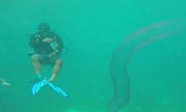 Tận thấy 'kỳ lân đại dương' vô cùng hiếm có