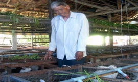 Nhờ nuôi thỏ ông Phúc có thu nhập hàng chục triệu mỗi tháng.