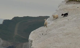 Theo Telegraph, nhiếp ảnh gia Eddie Nolan chụp được cảnh tượng trên cuối tuần trước, ở một vách đá tại công viên quốc gia Seven Sister, hạt Đông Sussex nước Anh.