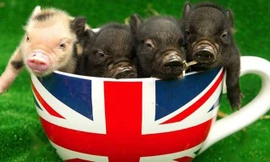 Thưởng thức “Cà phê lợn còi” độc, lạ ở Anh