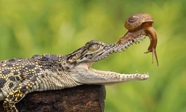 Ốc sên bạo gan 'đè đầu, cưỡi cổ' sát thủ đầm lầy