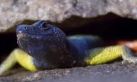 Thằn lằn nhào lộn điệu nghệ để bắt ruồi