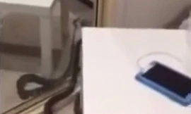 Con rắn bò trong phòng và dừng lại khá lâu trước gương để soi.