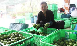 Ở thời điểm này giá chanh không hạt tại các nhà vườn Hậu Giang chỉ còn 4.000-6.000đ/kg.