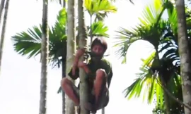  'Người rừng' Hồ Văn Lang thoăn thoắt trèo cây hái lan, bẻ cau