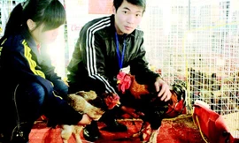 Cặp gà Đông Tảo có giá 18 triệu đồng/đôi bày bán tại Hội chợ.	Ảnh: GĐXH
