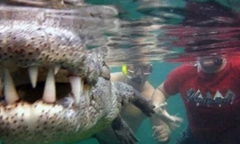 Du khách liều mạng bơi cùng cá sấu khủng để... 'tự sướng'