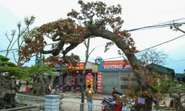 Trong hội chợ xuân xã Ninh Hiệp (Gia Lâm, Hà Nội), nhiều du khách được dịp thưởng lãm một cây dâu cảnh cực kỳ đặc biệt.