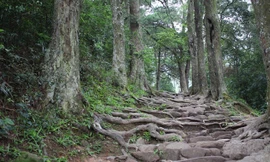 Đường Tùng cổ tuyệt đẹp hơn 700 tuổi ở Yên Tử.