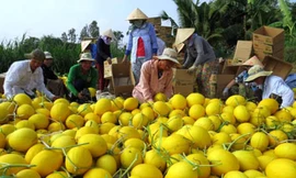 Nông dân Đồng Tháp năm nay kiếm bộn tiền nhờ dưa lê vàng được mùa. Ảnh: Nam Lê/VnExpress