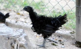 Gà đen hay còn gọi là gà mặt quỷ, có giá hơn 55 triệu đồng/con.