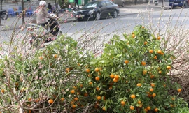 'Xác' đào, quất ngập phố Hà Nội