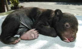 Gấu đen châu Á lúc 44 ngày tuổi. Ảnh: Wikipedia.