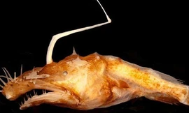 Cá vảy chân Lasiognathus dinema. Ảnh: Tracey Sutton/NSU.