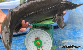 Cá tầm lớn nhanh như thổi nhờ… suối 'sữa' Mang He